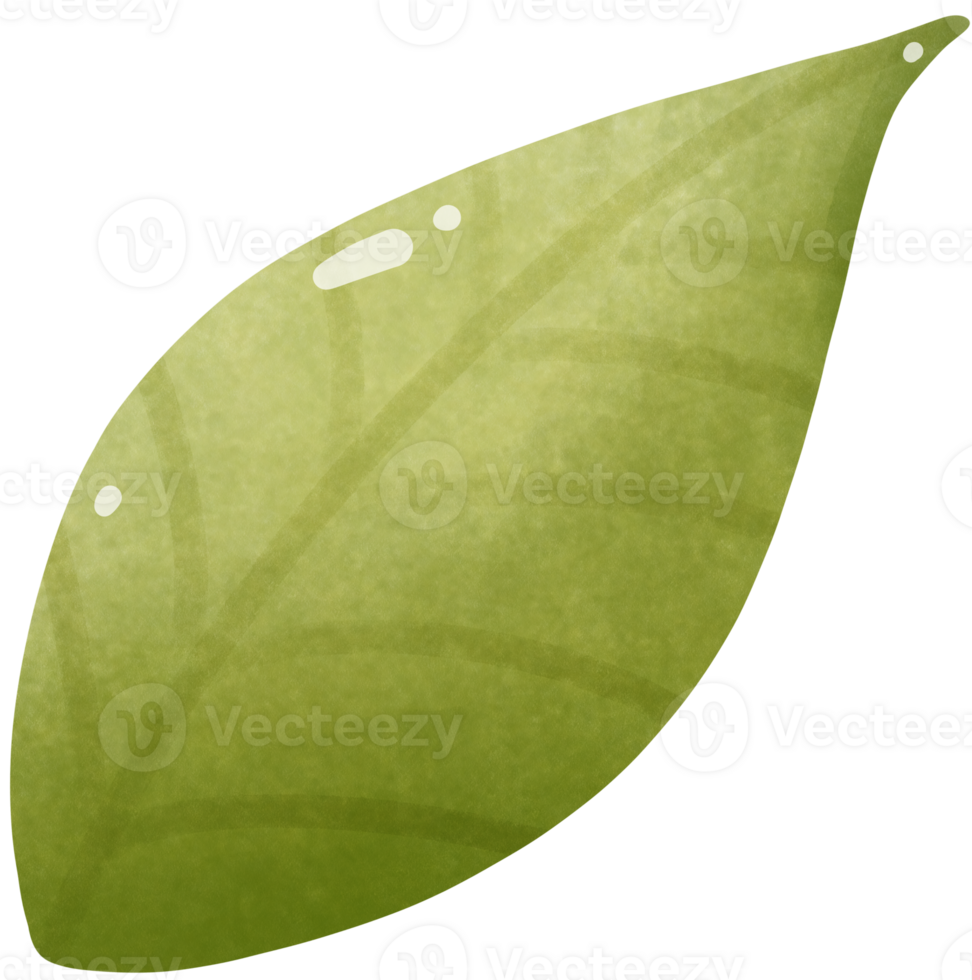 Green leaf with drops png