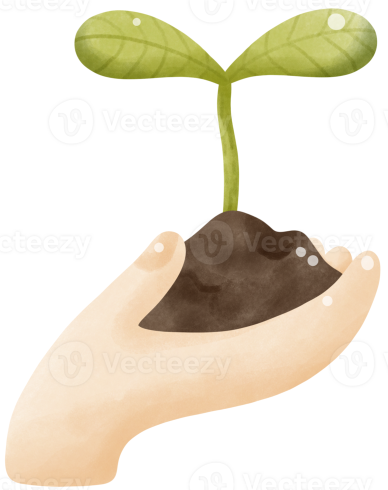 Hand holding seedling growing png