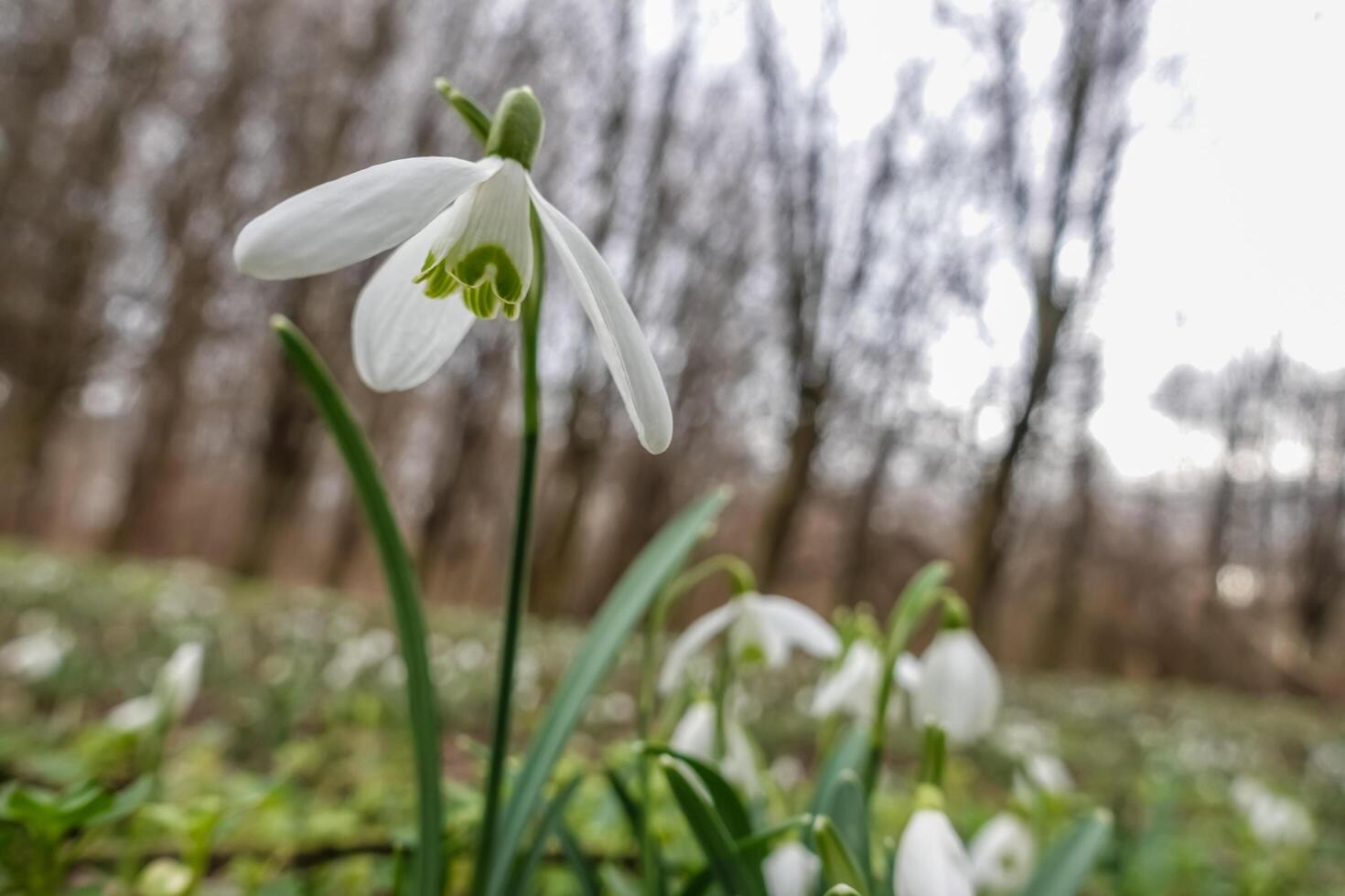 wide open blossom from a snowdrop in the forest photo