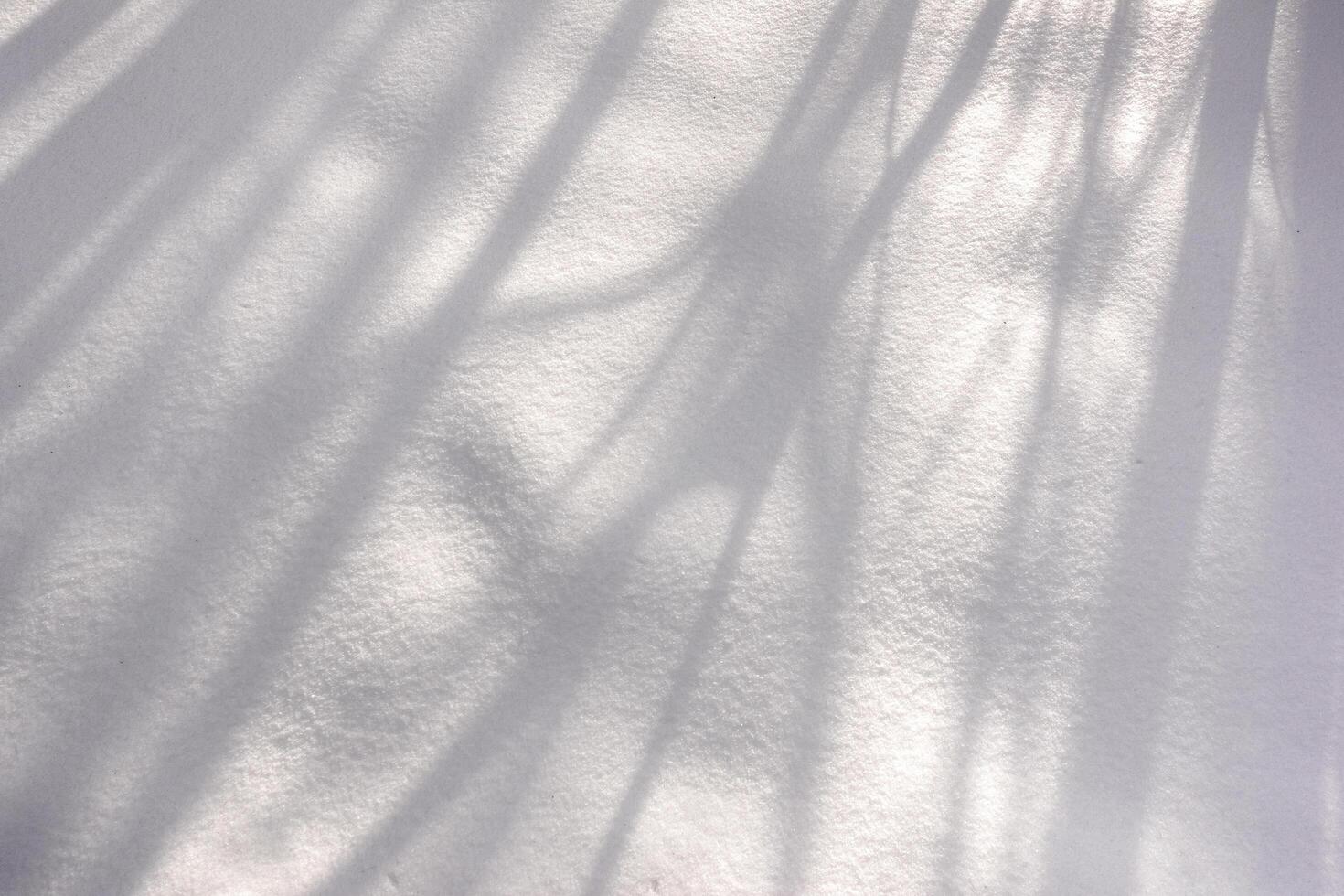 shadow from the shrubs and trees in fresh white snow from the sun photo