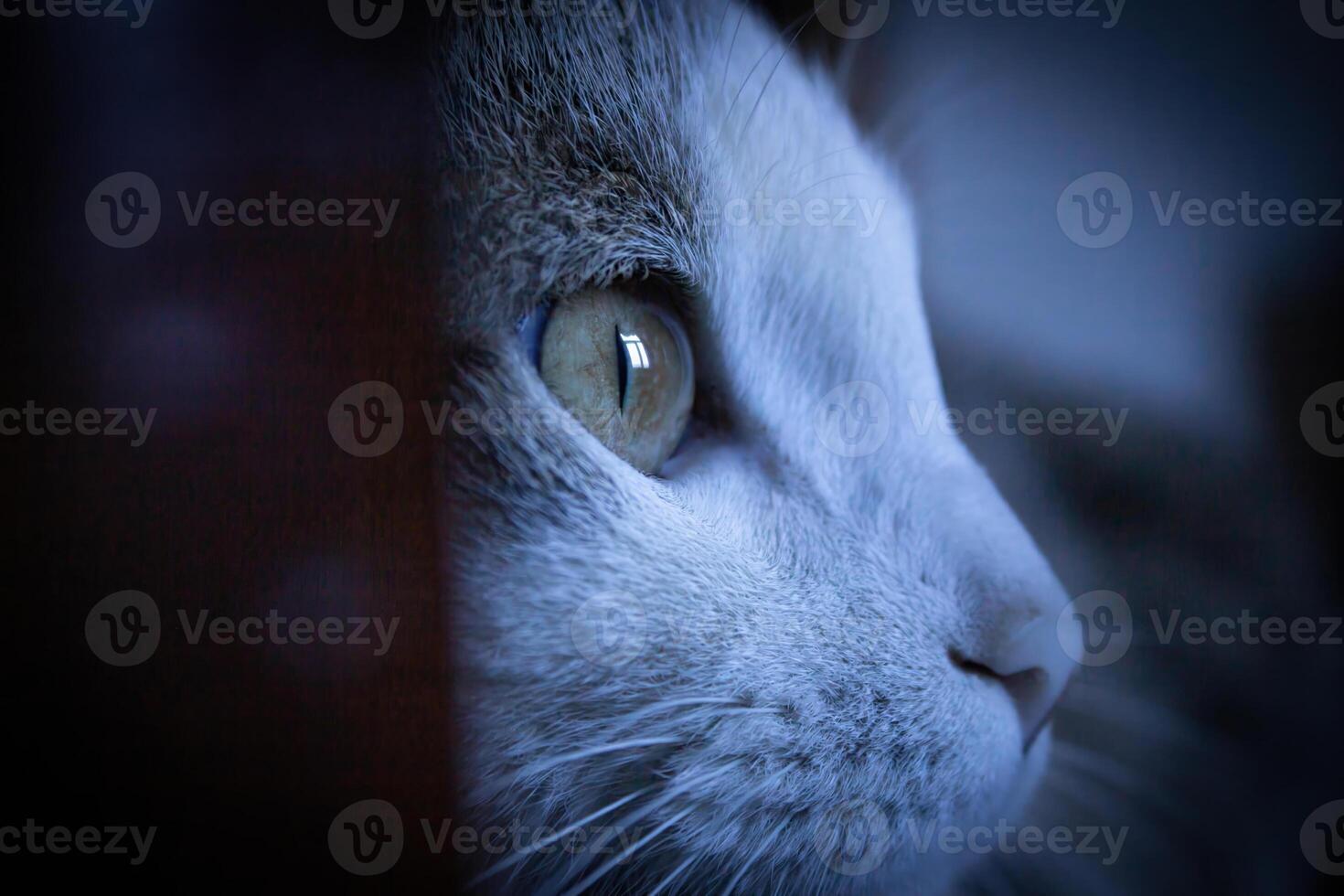 A close-up photo of a cat with an adorable cat's eye