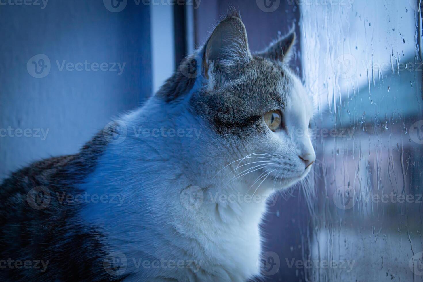 A cat looks out the window on a rainy day, soft focus photo