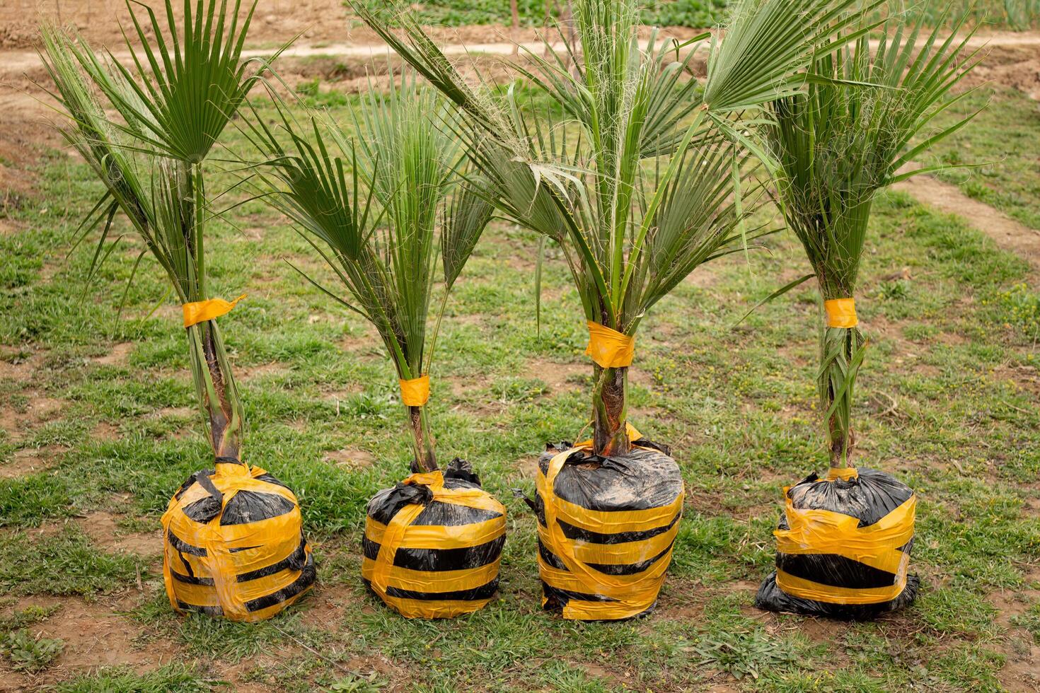 Palm seedlings, for planting in spring in order to take care of the environment photo