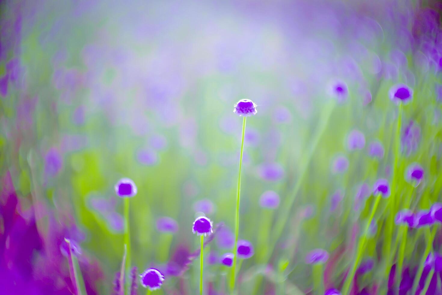 blurred,Purple flower blossom on field. Beautiful growing and flowers on meadow blooming in nature photo