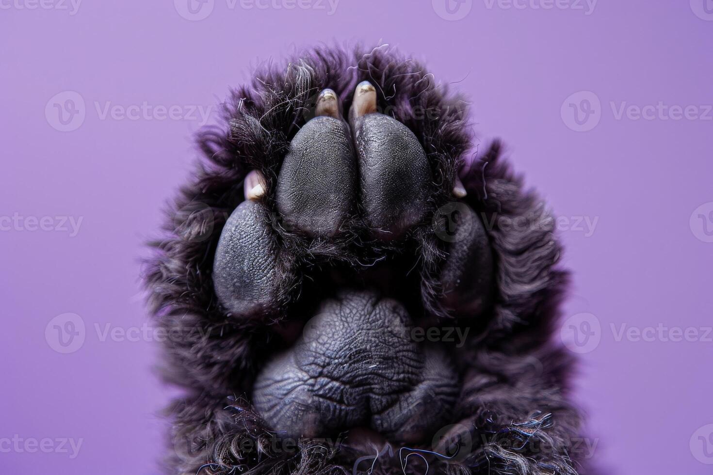 AI generated A close-up of a standard poodles paw, showcasing its elegant and graceful presence against a vibrant purple background. photo