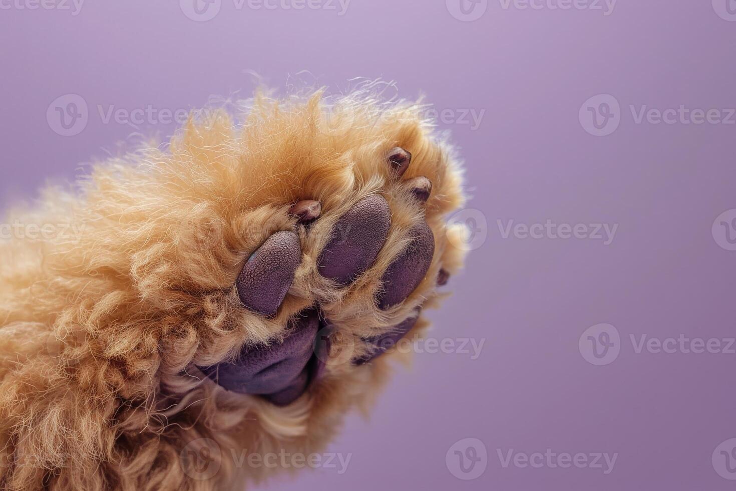 AI generated A close-up view of a standard poodles paw set against a radiant purple background, showcasing its intricate details and textures. photo