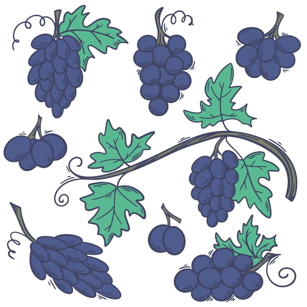 Set of blue ripe grapes illustration vector