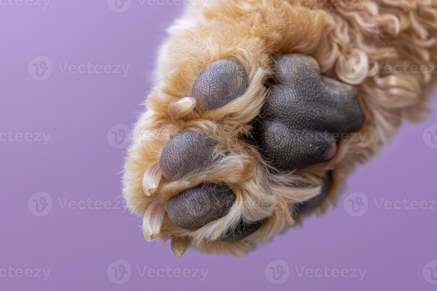 AI generated A close up of a standard poodles paw against a vibrant purple background, showcasing its intricate details and unique charm. photo