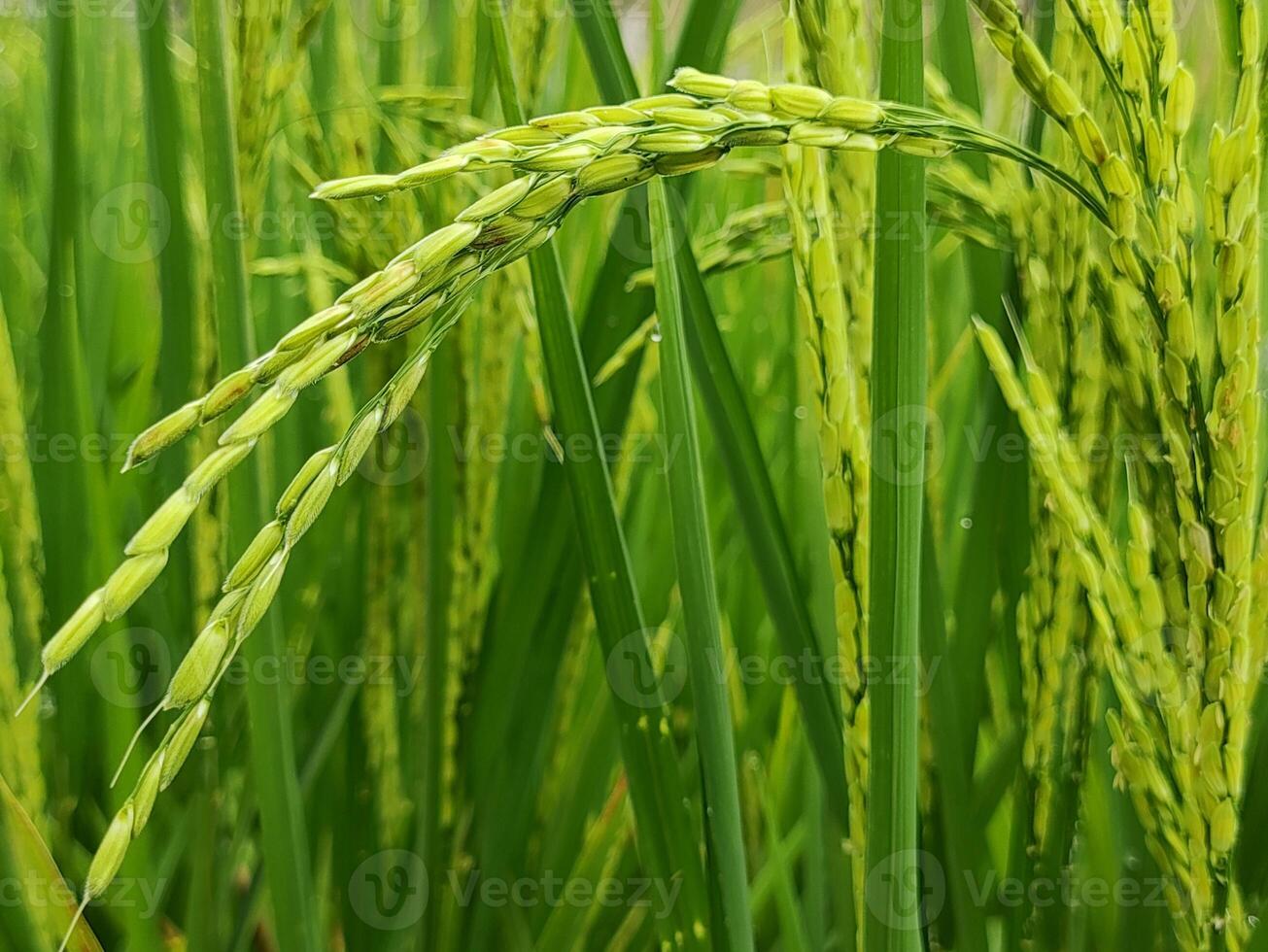 green, fresh and lived rice plants photo