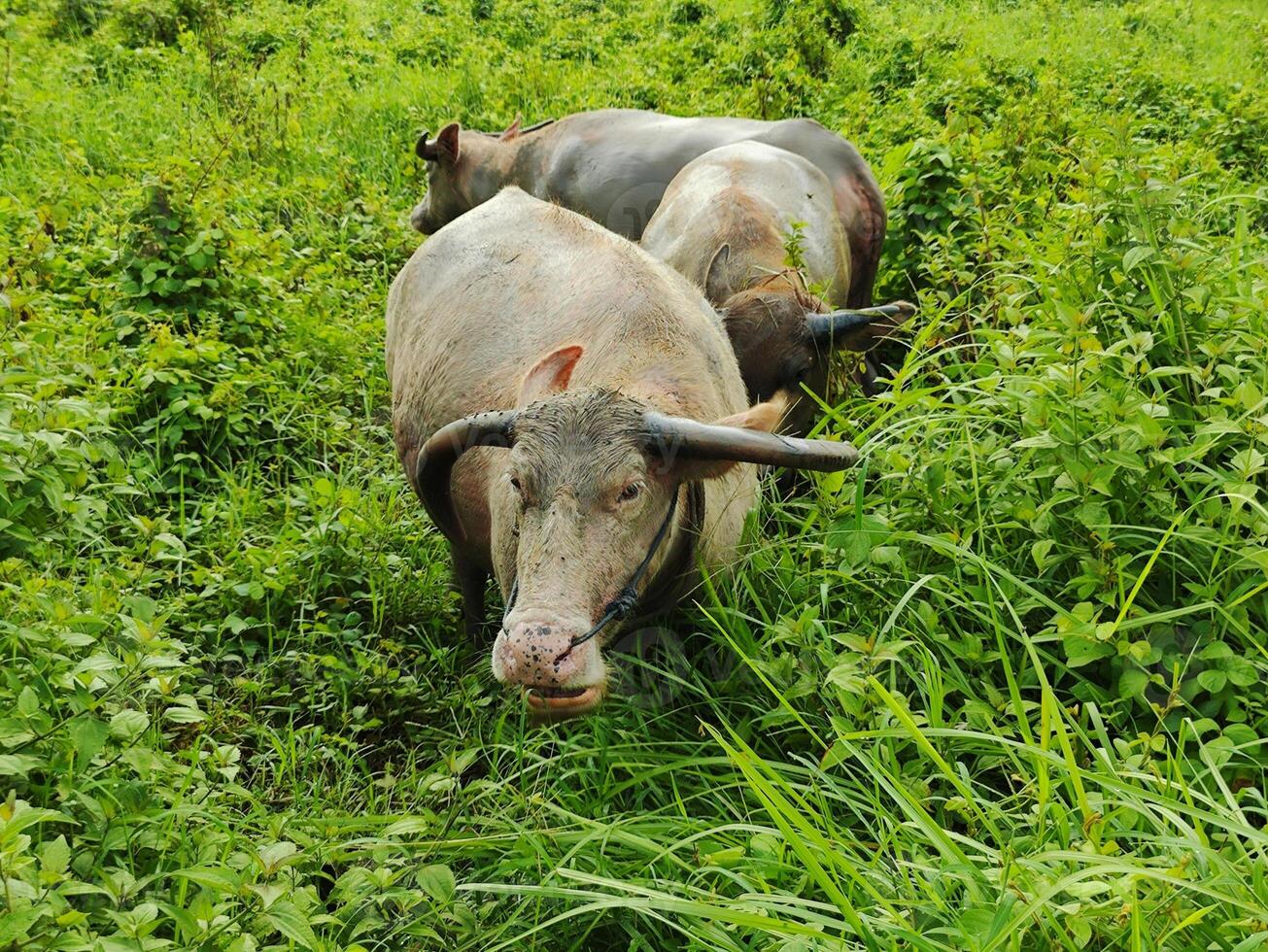 Three buffaloes foraging in the green bushes. photo