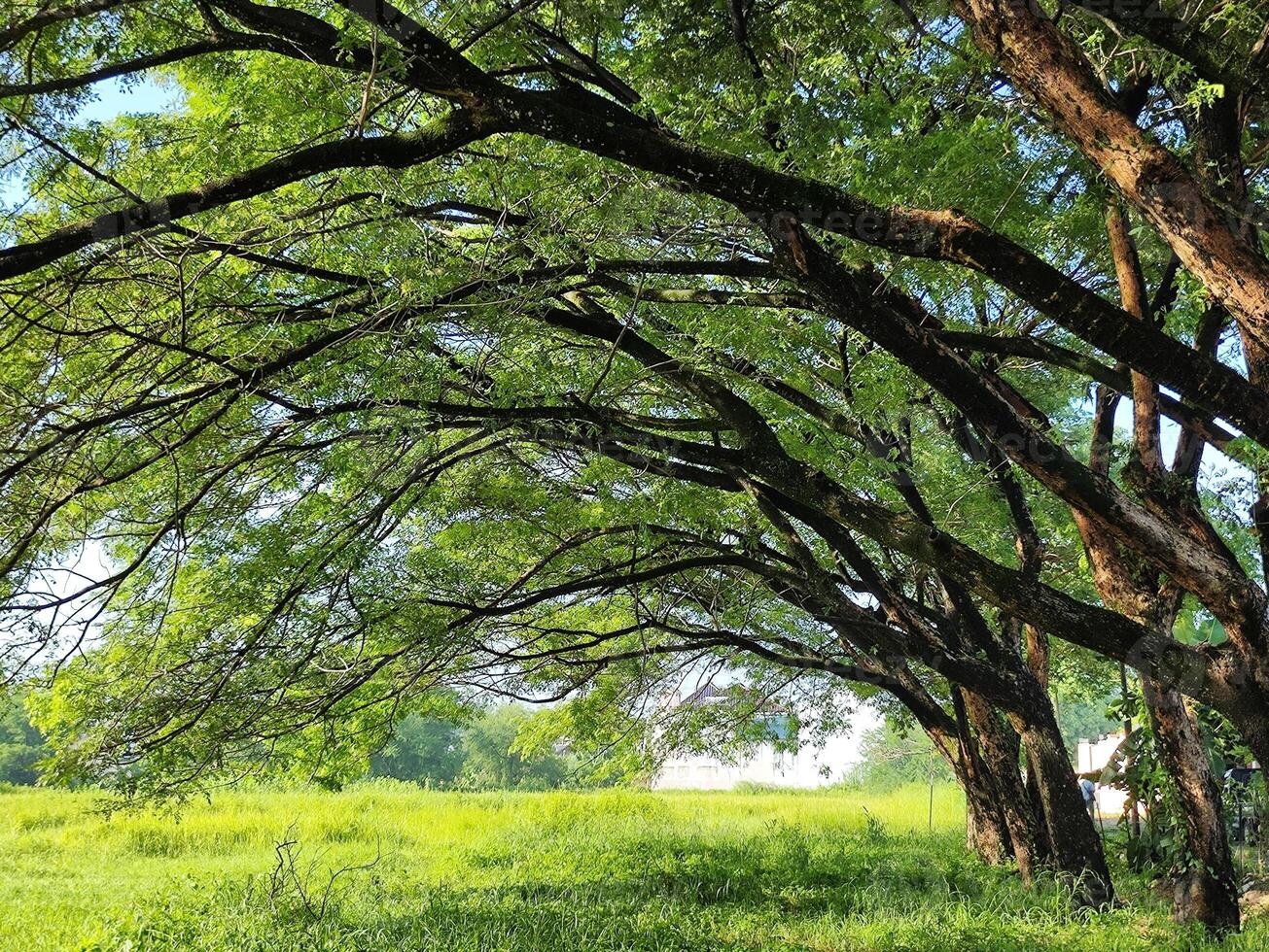 trees with straight branches stretched out to provide shade underneath photo