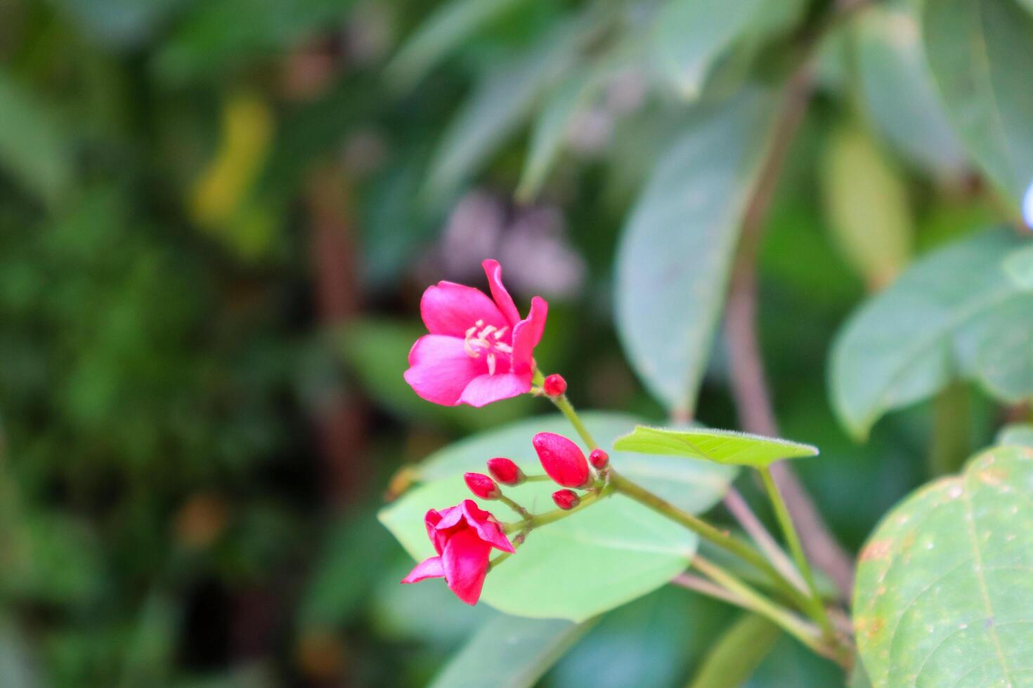 close up of jatropha integerrima plant and flower photo