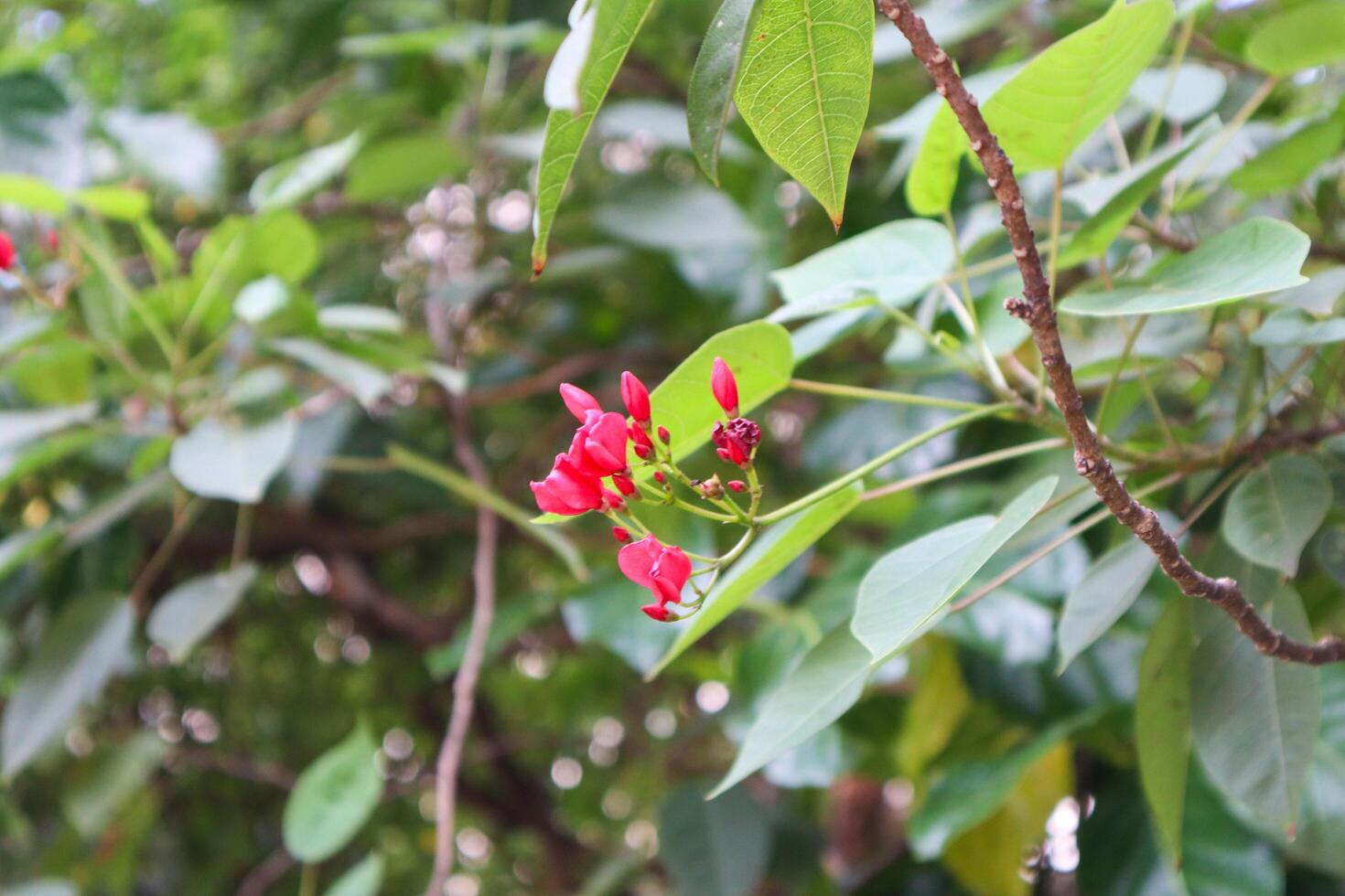 close up of jatropha integerrima plant and flower photo