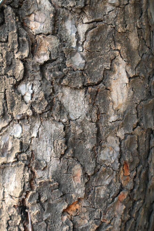 close up of tree bark textured background photo