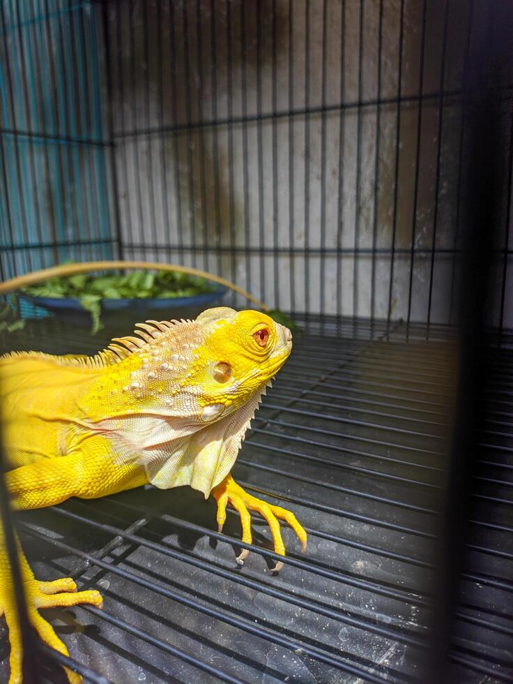 close up of iguana inside cage photo