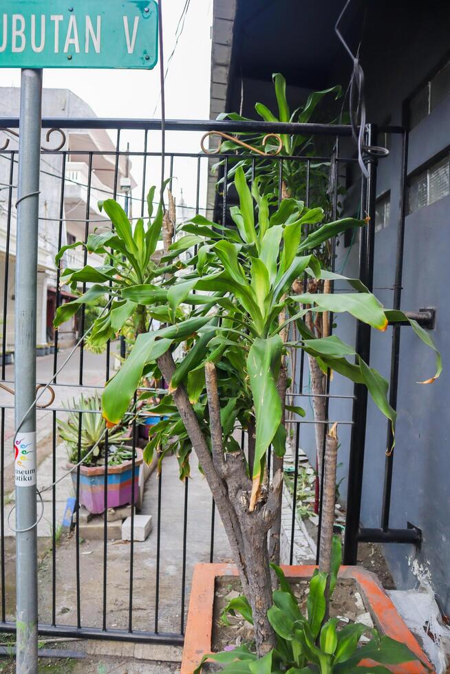 a dracaena fragrans plant. also known as striped dracaena, compact dracaena, and corn plant photo