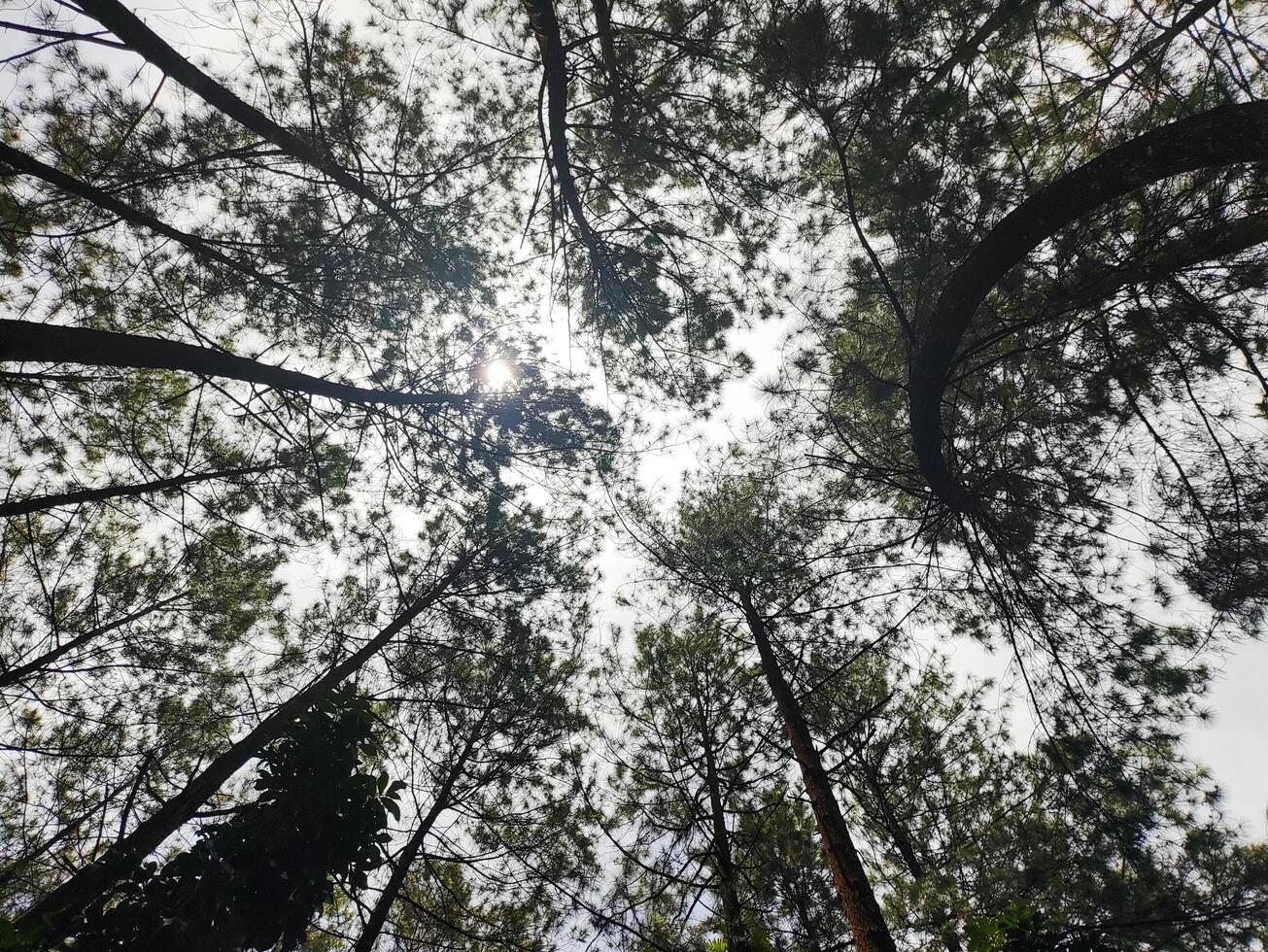 Bottom view of tall old pine trees in evergreen primeval forest of indonesia photo