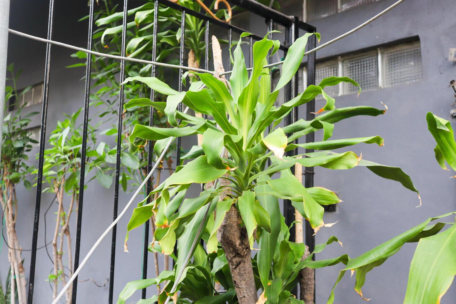 a dracaena fragrans plant. also known as striped dracaena, compact dracaena, and corn plant photo