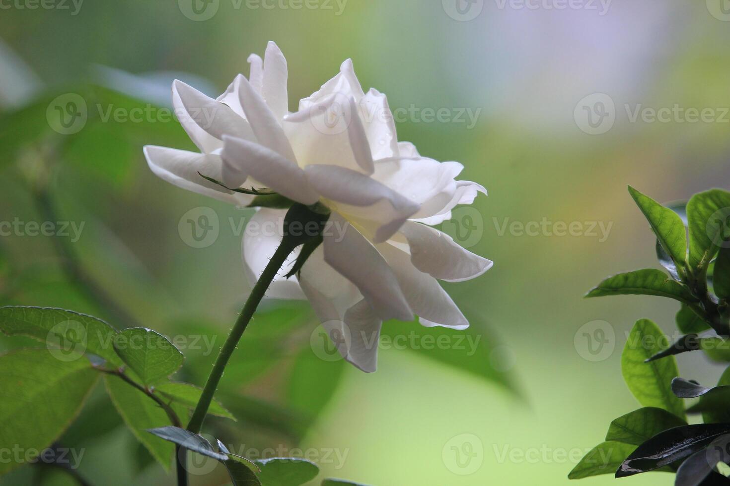 close up of white roses with a blurred background, in front of the terrace of the house photo