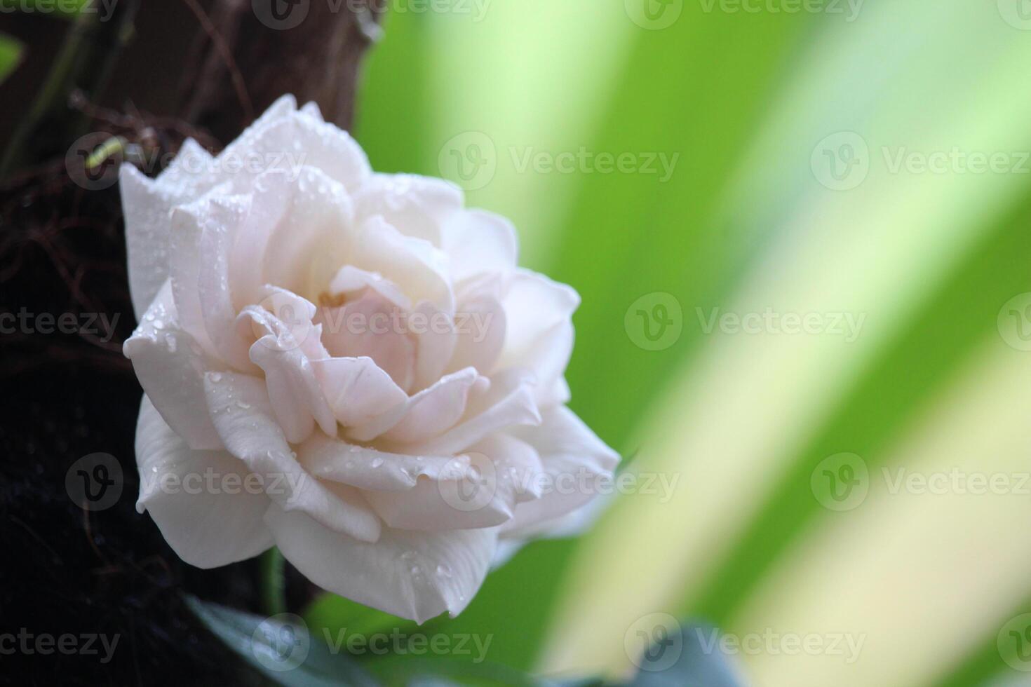 close up of white roses with a blurred background, in front of the terrace of the house photo