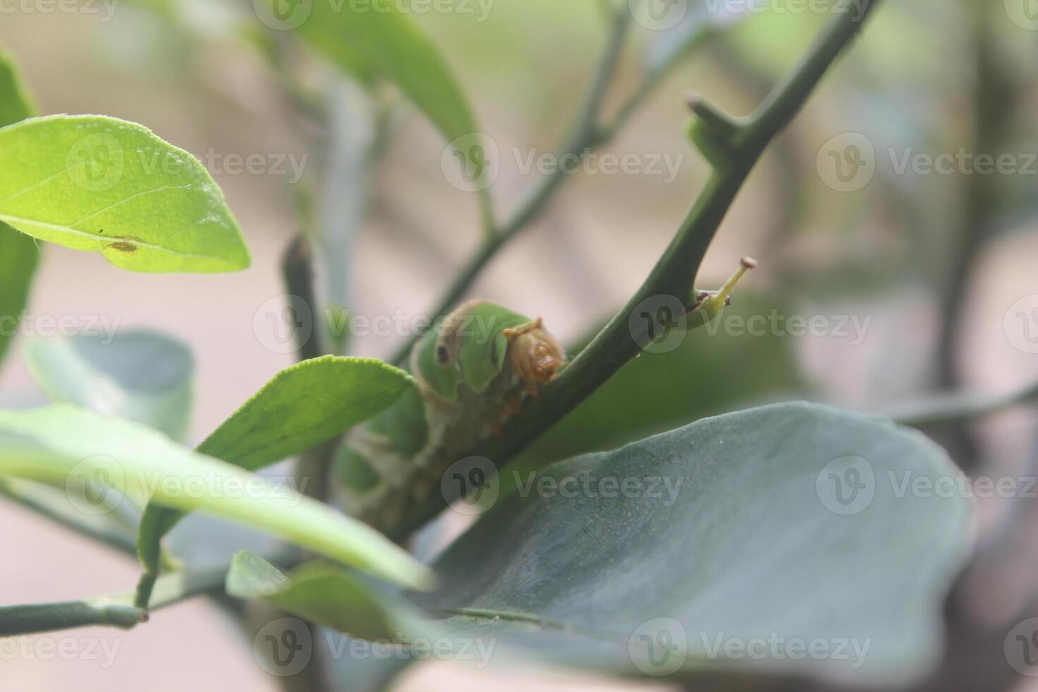 verde orugas ese comer naranja hojas foto