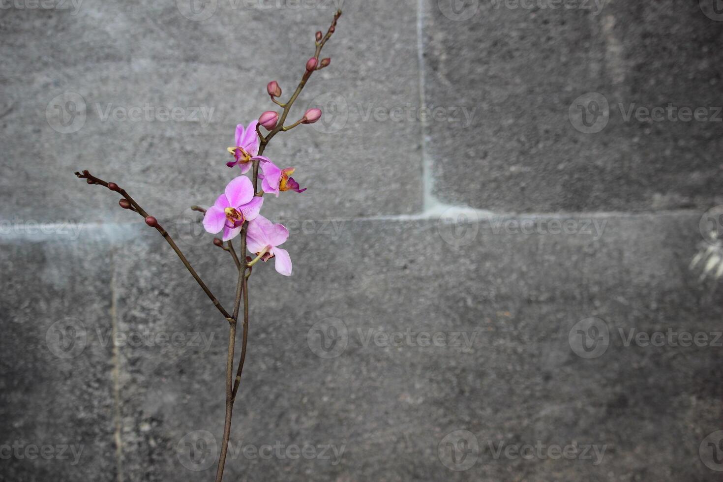 púrpura doritis orquídea flor con naturaleza Roca antecedentes foto