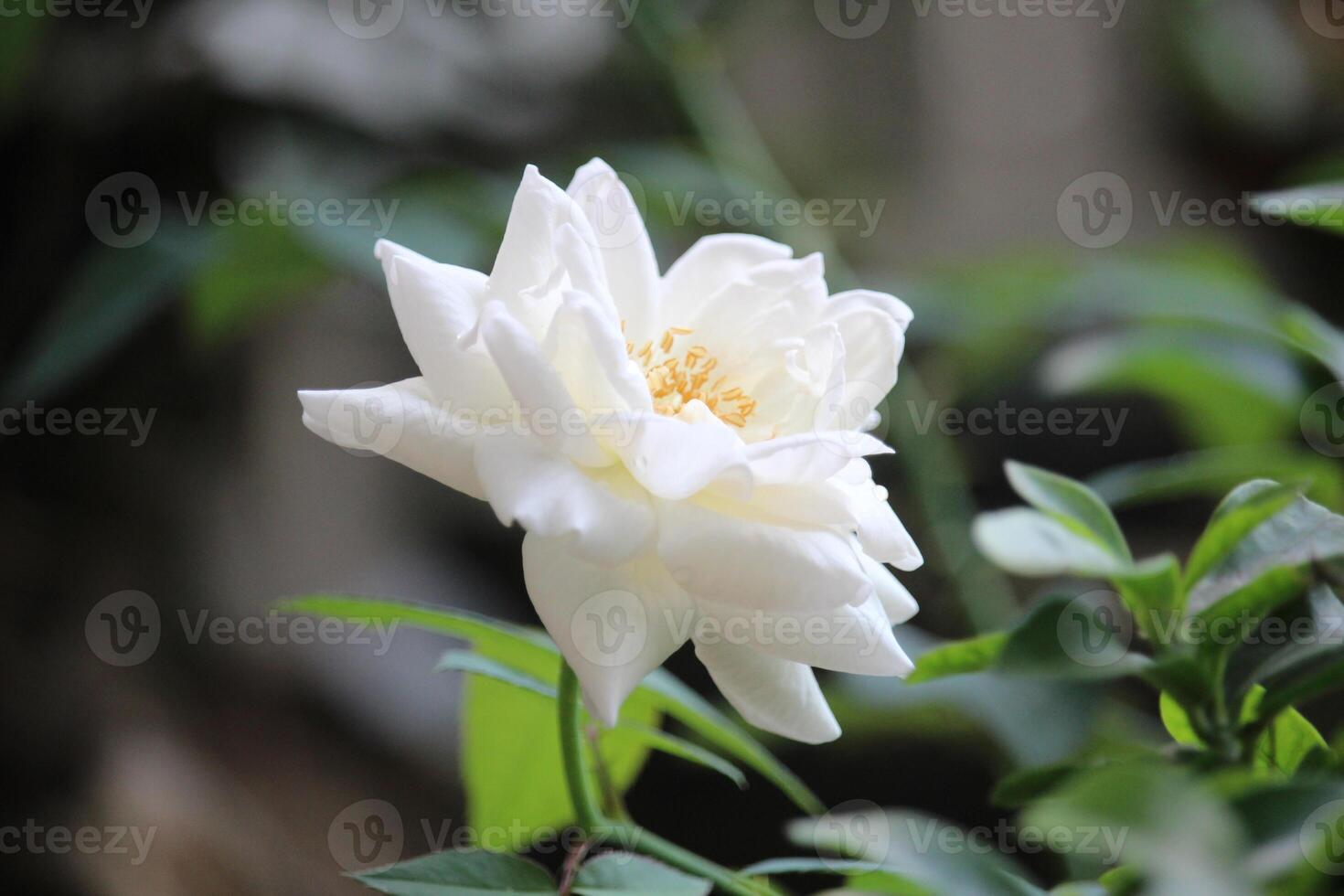 close up of white roses with a blurred background, in front of the terrace of the house photo