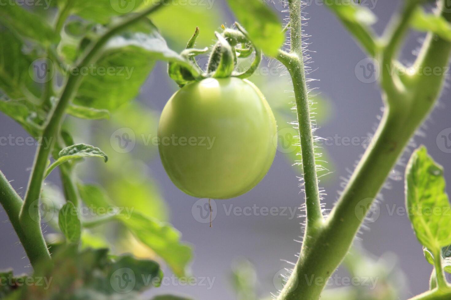 tomatoes on a tree with thick green leaves with a blurry background photo