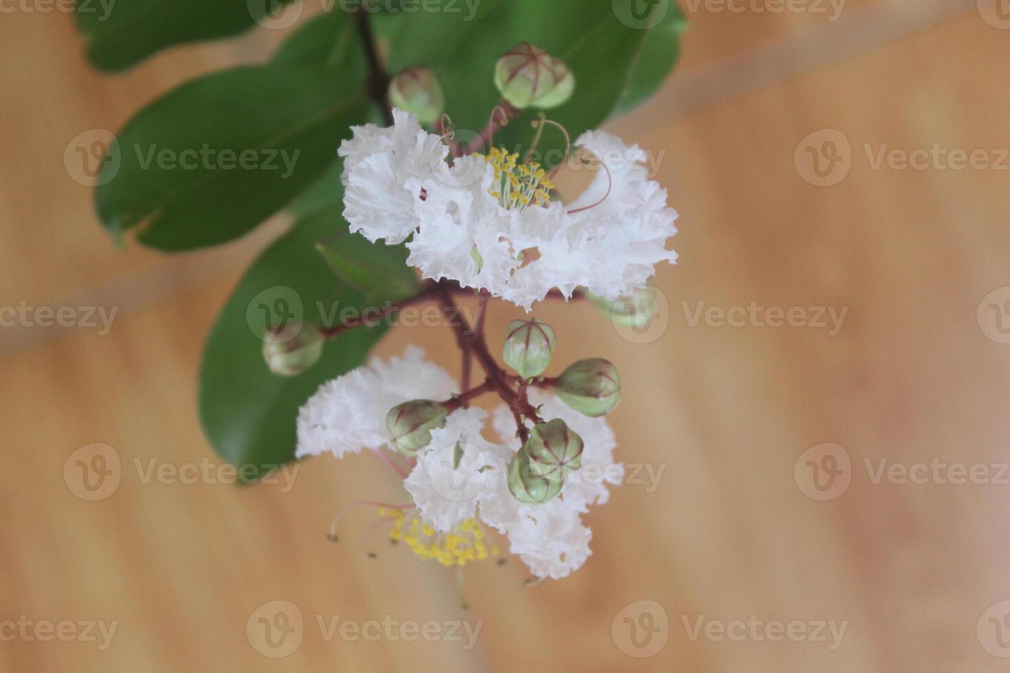 cerca arriba blanco crepe mirto o lagerstroemia Indica yo flor floreciente con borroso antecedentes foto