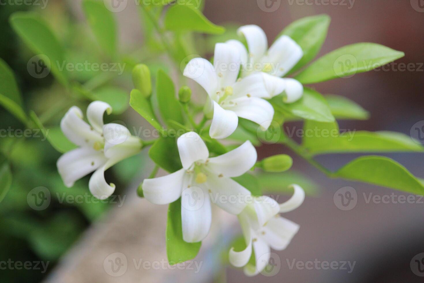 cerca arriba de japonés kemuning o murraya paniculata flores en floración con un borroso antecedentes foto