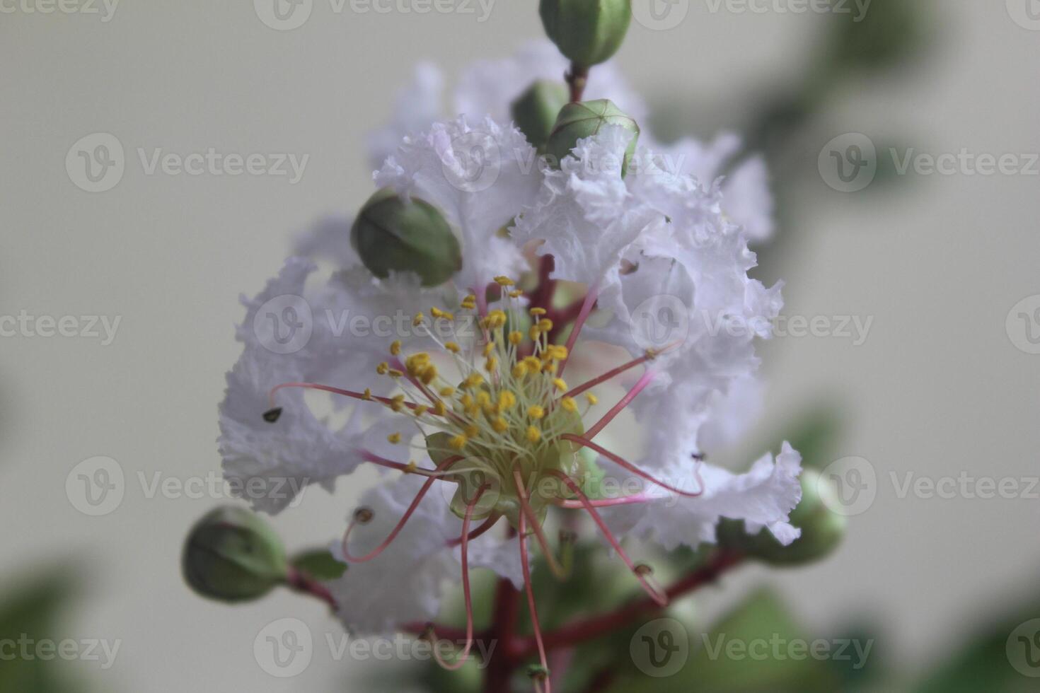 Close up White crepe myrtle  or lagerstroemia indica L. Flower blooming with blurred background photo