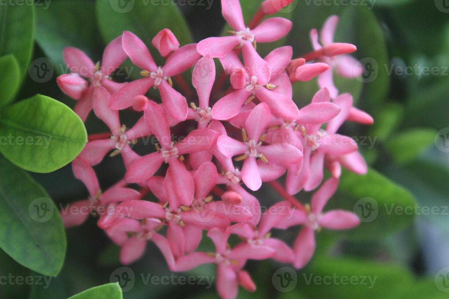 cerca arriba rosado asoka flor floreciente con borroso antecedentes foto