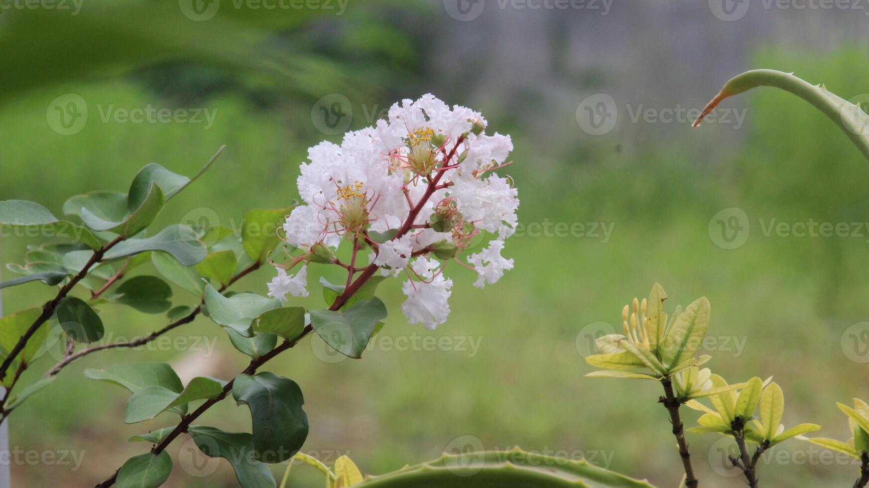 Close up White crepe myrtle  or lagerstroemia indica L. Flower blooming with blurred background photo