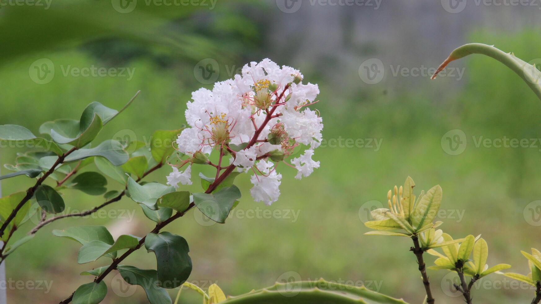 cerca arriba blanco crepe mirto o lagerstroemia Indica yo flor floreciente con borroso antecedentes foto