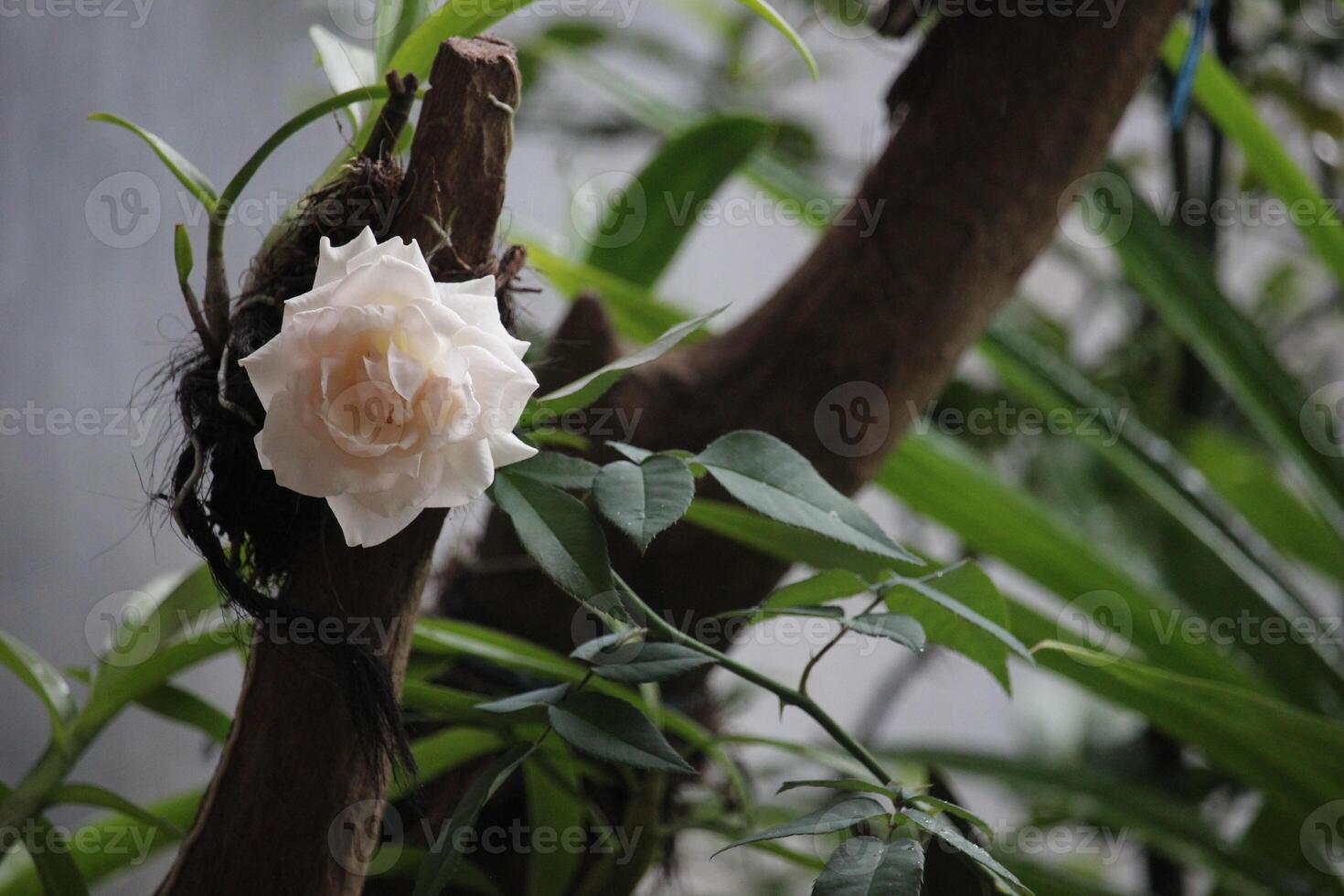 cerca arriba de blanco rosas cerca orquídea plantas con un borroso antecedentes foto