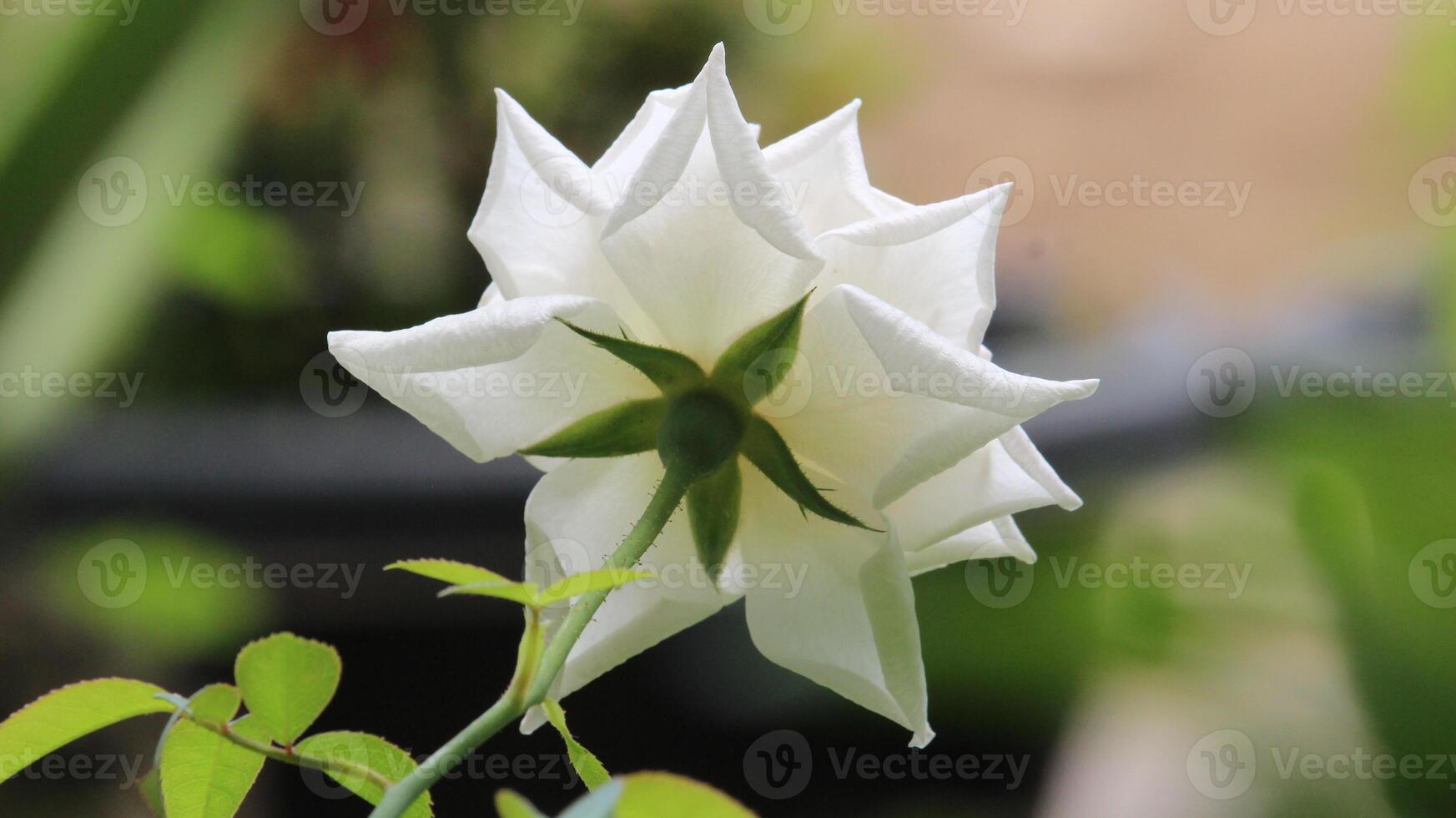 cerca arriba de blanco rosas con un borroso antecedentes foto