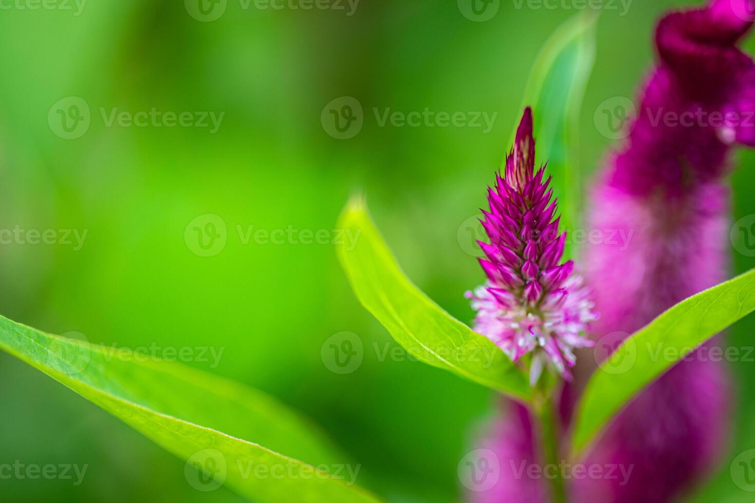 Tropical macro pink purple flowers deciduous shrub. Fixed exotic flowers in jungle forest. Ornamental garden with bright blurred foliage. Bright pink colored gorgeous bloom photo