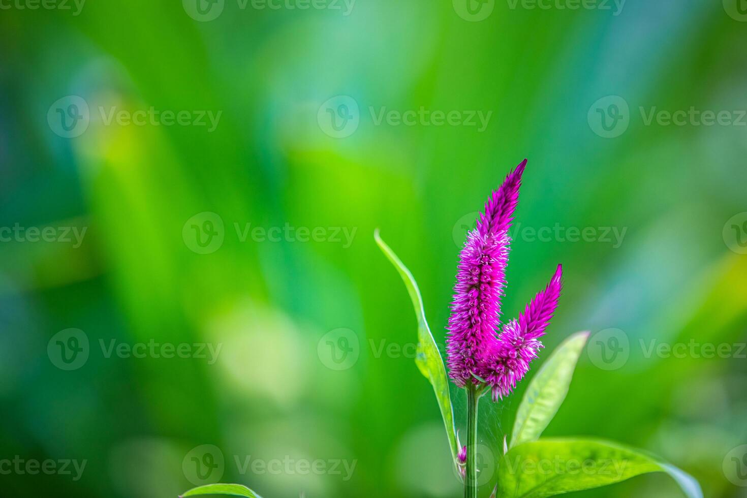 Tropical macro pink purple flowers deciduous shrub. Fixed exotic flowers in jungle forest. Ornamental garden with bright blurred foliage. Bright pink colored gorgeous bloom photo