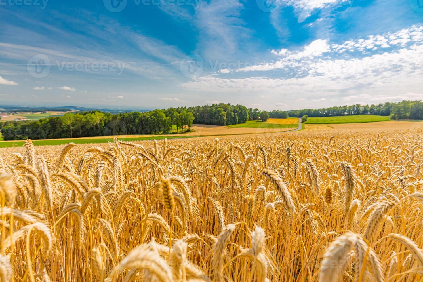 Golden wheat field and sunset sky, landscape of agricultural grain crops in harvest season, panorama. Agriculture, agronomy and farming background. Summer countryside landscape with field of wheat photo