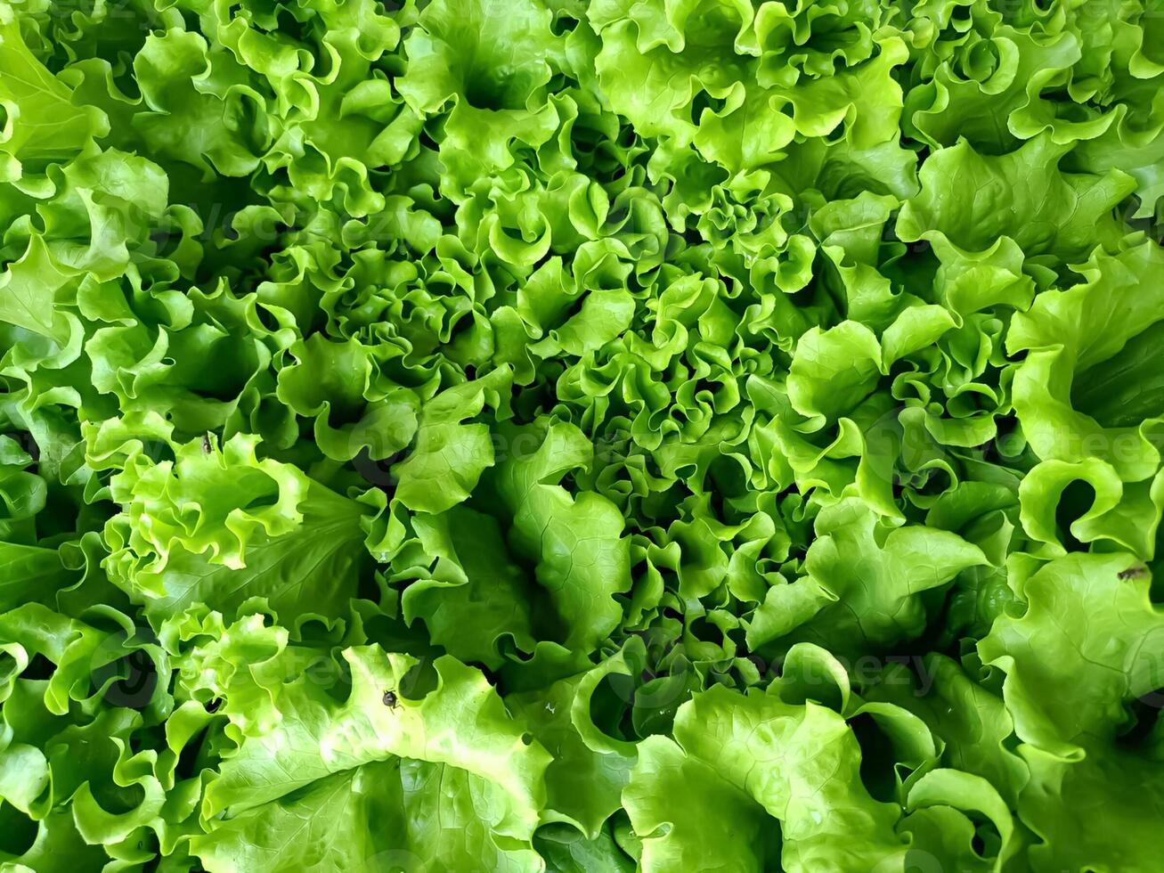Fresh green mustard greens with their seductive leaf details and fresh appearance create health and nutrition. Suitable for use related to food and a healthy lifestyle. photo