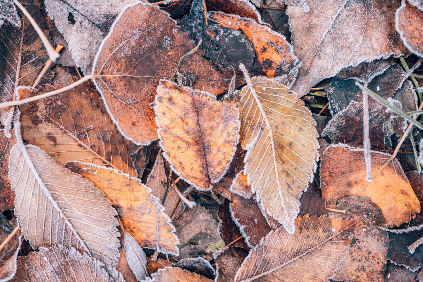 Frozen oak leaves abstract natural background. Closeup texture of frost and colorful autumn leaves on forest ground. Tranquil nature pattern morning hoar frost abstract seasonal macro. Peaceful winter photo