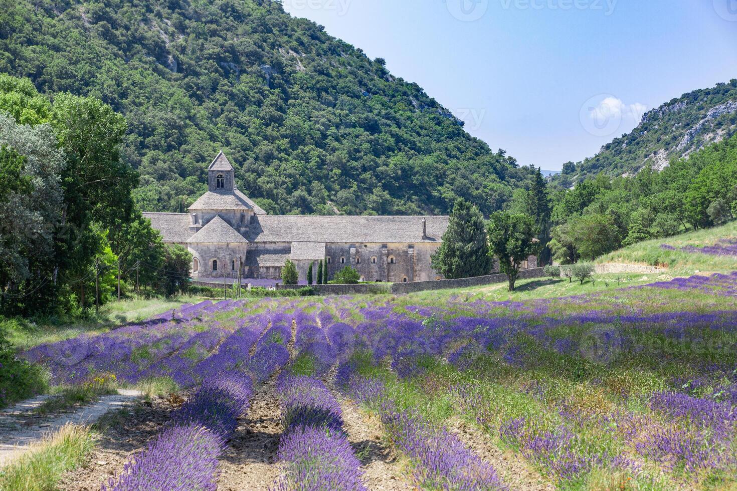 Picturesque travel landscape, idyllic sunny destination scenic. The Romanesque Cistercian Abbey of Notre Dame of Senanque set amongst flowering lavender fields, near Gordes, Provence, France photo