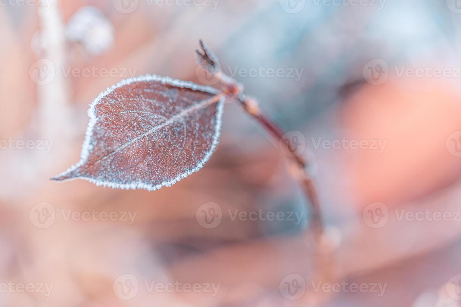 Frozen oak leaves abstract natural background. Closeup texture of frost and colorful autumn leaves on forest ground. Tranquil nature pattern morning hoar frost abstract seasonal macro. Peaceful winter photo