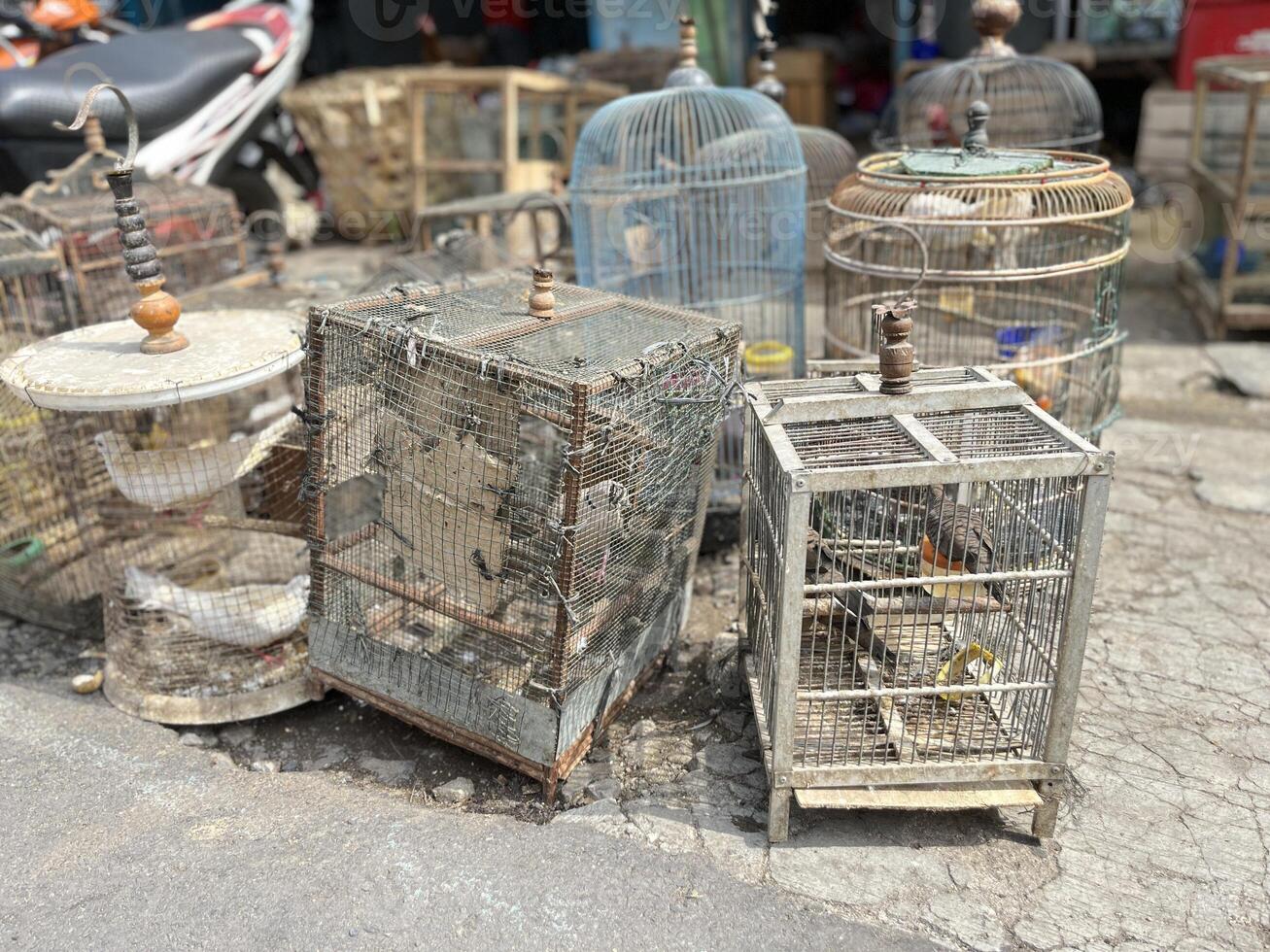 Dove Bird trading at the roadside animal market photo