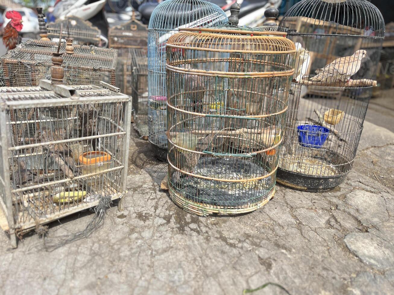 Dove Bird trading at the roadside animal market photo