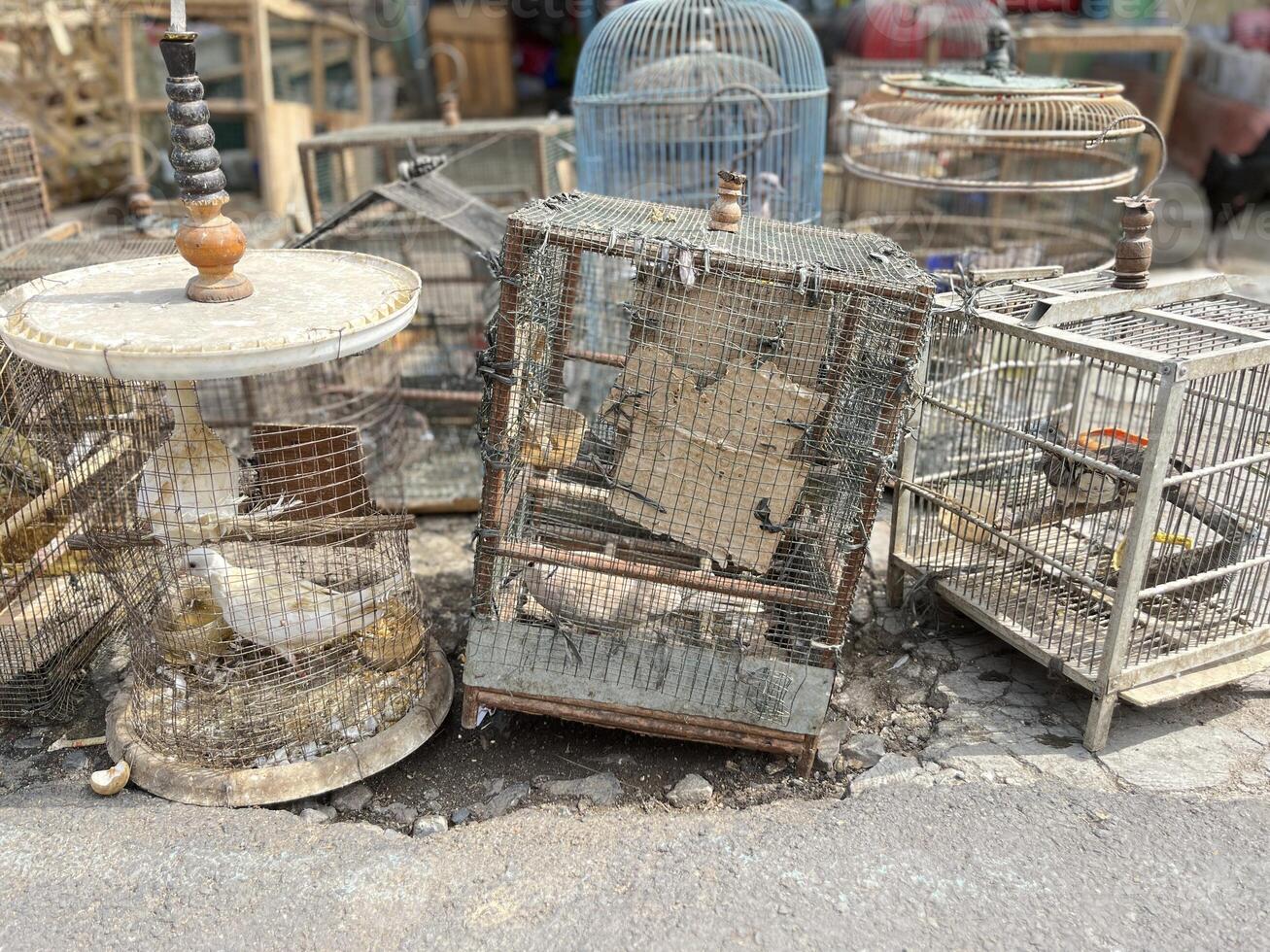 Dove Bird trading at the roadside animal market photo