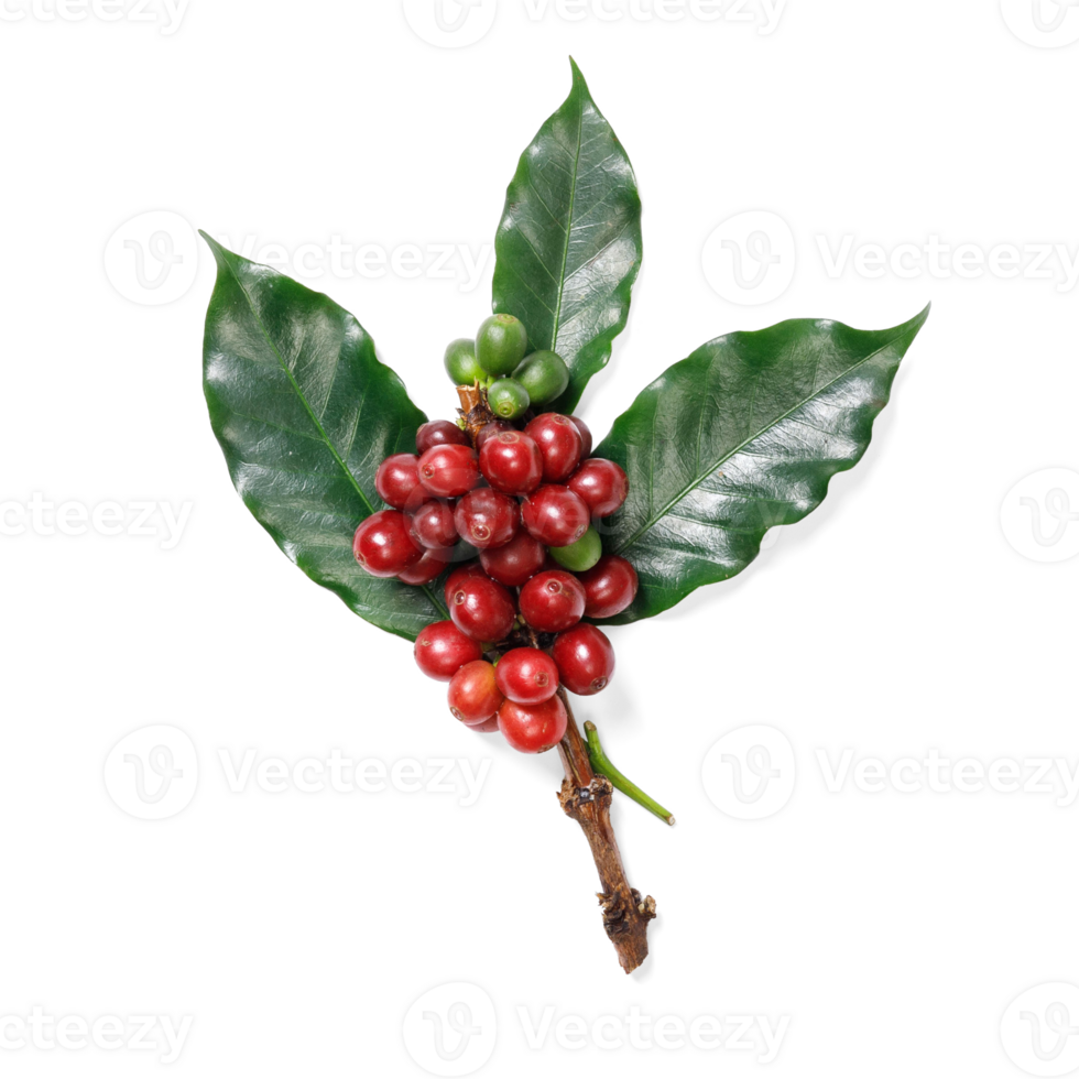 Organic coffee Beans with coffee leaves, PNG transparency