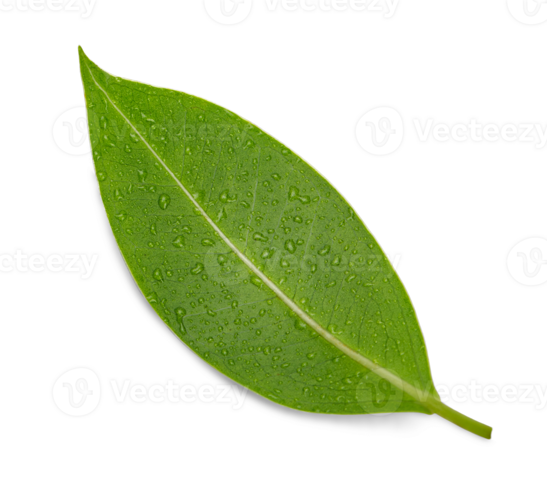 Fresh green leaf with water drop macro shot, PNG transparency with shadow