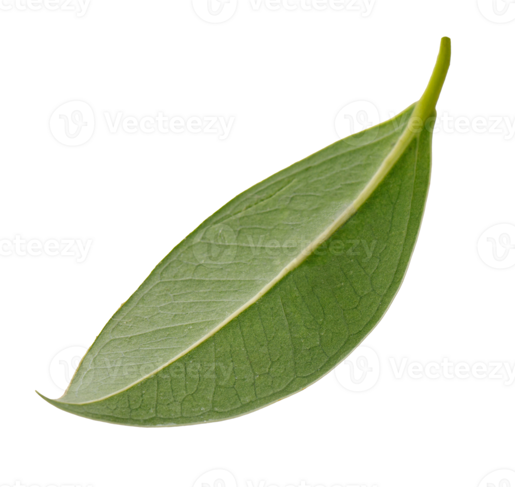 Fresh green leaf, PNG transparency