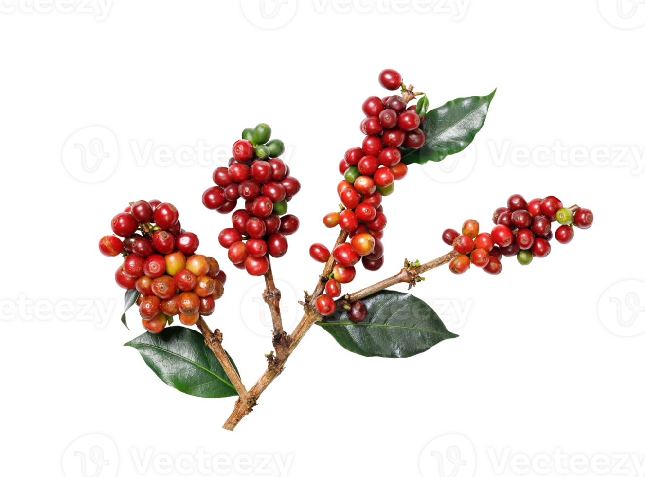 Organic coffee Beans with coffee leaves, PNG transparency